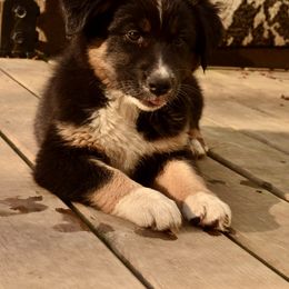 Australian Shepherd Puppies from The Good Shepherd
