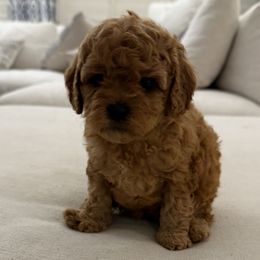 Girl 1 - Apricot female Cavapoo puppy in Corona, California from SoCal Cavapoo's