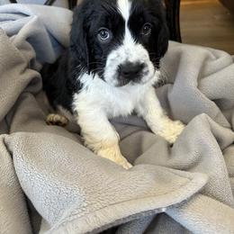 English Springer Spaniel Puppies from STORYSIDESPRINGERS