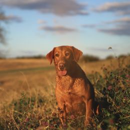Nova - Labrador Retriever