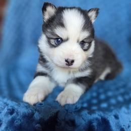 Allaire - Black and white female Pomsky puppy in Mc Callsburg, Iowa from SZ Rolling Acres LLC