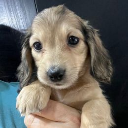 Emiko Girl 1 - Cream female Dachshund puppy in Bigfork, Minnesota from Dachshunds Up North