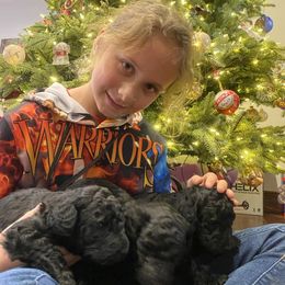 Poodle Puppies from D and D Standard Poodles