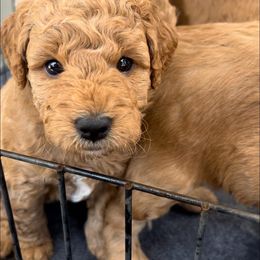 Goldendoodle, Labradoodle, and Poodle Puppies from Cuddles and Curls - NC Doodles