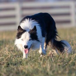 Dan - Border Collie
