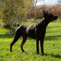 Doberman Pinscher and French Bulldog All Grown Up from The Defender Farm
