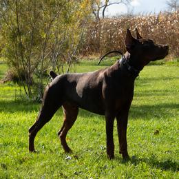 Doberman Pinscher and French Bulldog All Grown Up from The Defender Farm