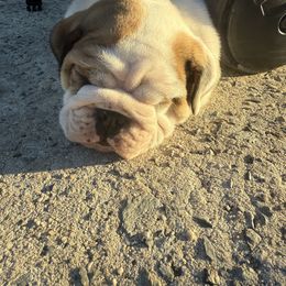 Winston - Fawn and white male Bulldog puppy in Cherryville, North Carolina from Hope Thornburg