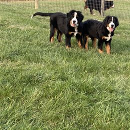 Bernese Mountain Dog Puppies from Bernese Bunker