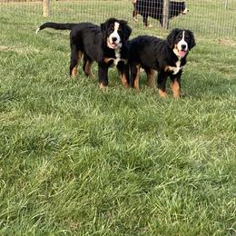Bernese Mountain Dog Puppies from Bernese Bunker