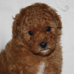 Australian Shepherd, Goldendoodle, and Poodle Puppies from 5AFarms