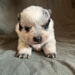 Girl 1 - Blue female Australian Cattle Dog puppy in Irvington, Kentucky from Dry Valley’s Australian Cattle Dogs