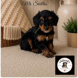 Mr. Skittles - Phantom male Bernedoodle puppy in Altura, Minnesota from Bluffside Berners
