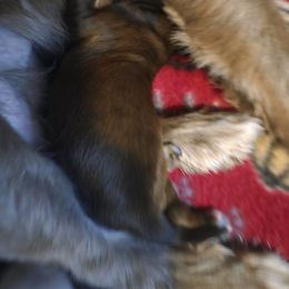 Boy 2 - Brindle male Shih Tzu puppy in Rockmart, Georgia from Sonya Garrett