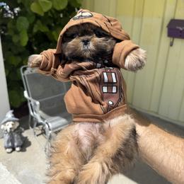 Gold Available - Gold male Shih Tzu puppy in Fort Myers, Florida from Donna's Puppies