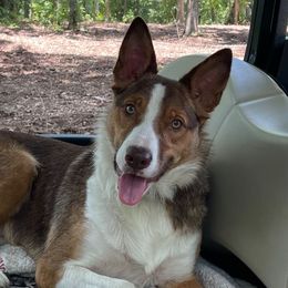 KoKo - Border Collie