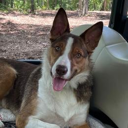 KoKo - Border Collie