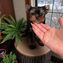 Biscuit - Blue and gold male Yorkshire Terrier puppy in Kendallville, Indiana from Yorkies Kisses