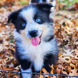 Bearclaw - full tail - 2 blue eyes - Black & white male Miniature Australian Shepherd puppy in Mc Alester, Oklahoma from Angel's Aussies