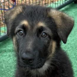 Candy - Black and tan female German Shepherd puppy in Central Florida, Florida from Vom Furstenhund