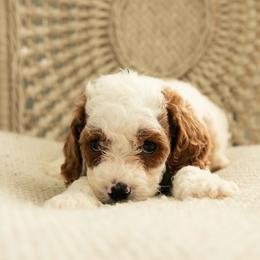 Versace - Blenheim male Cavapoo puppy in Ashland, Kentucky from Still Waters Farm