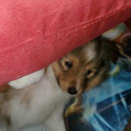 Toy Shetland Sheepdog Puppies from LaLa's Lilliputian Lassies