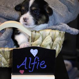 Pembroke Welsh Corgi Puppies from Rhone River Farm Pembroke Welsh Corgis