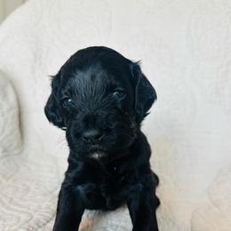 White - male Golden Mountain Doodle puppy in Leander, Texas from Olive Grove Doodles
