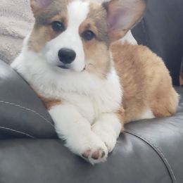 Bullmastiffs from Jenkins Family Bullmastiffs