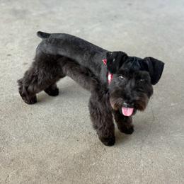 Lucy - Miniature Schnauzer