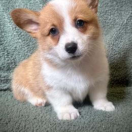 Boy 4 - Red male Pembroke Welsh Corgi puppy in Surprise, Arizona from Ruff and Rowdy Corgis