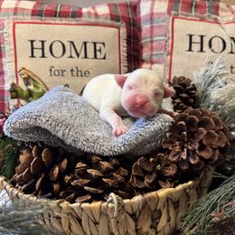 Ranger - White male Boxer puppy in Lago Vista, Texas from Love and Loyalty Boxers