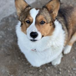 Dottie - Pembroke Welsh Corgi
