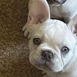 French Bulldogs from French bulldogs