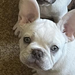 French Bulldogs from French bulldogs