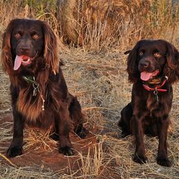 Boykin Spaniel puppies from Texas Red River Boykin Spaniels