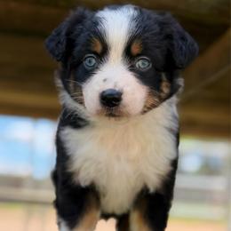Jax - Black tri male Toy Australian Shepherd puppy in Daphne, Alabama from Darling Australians