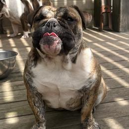 Dutches - Red brindle and white female Bulldog puppy in Little Rock, Arkansas from Freeway Bulls