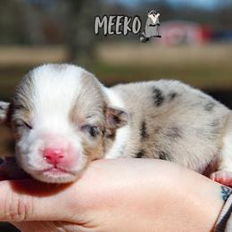 Meeko - Blue merle and white male American Corgi puppy in Star City, Arkansas from T4 Farms