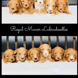 Girl 1 - Red female Australian Labradoodle puppy in Florence, New Jersey from Royal Manor Labradoodles