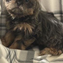 Skylar - Blue female Shih Tzu puppy in Jasper, Indiana from Jacob’s Spoiled Shih Tzu