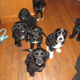 Portuguese Water Dog Puppies from Topsail PWDs