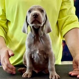 Sunny - Silver gray male Weimaraner puppy in Aitkin, Minnesota from Whispering’s GunDogs