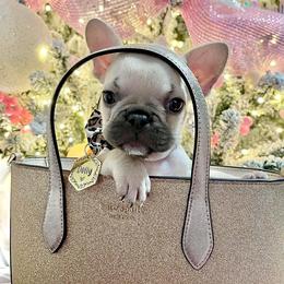 French Bulldog Puppies from Ritchie’s Frenchies