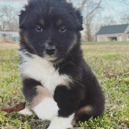 Bear - Black tri-color male Australian Shepherd puppy in Louisiana from Hazelwood's Aussies