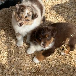 Hook - Red tri-color male Miniature American Shepherd puppy in Monroe, Utah from Shawnkara Australian Shepherds & Miniature American Shepherds