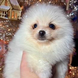 Kiki (Arthur) - White male Pomeranian puppy in Springfield, Missouri from Hope Mountain Pomeranians