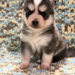 Gunner - Tri-color male Pomsky puppy in Aberdeen, Idaho from Willow Creek Cresteds