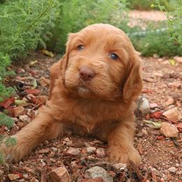 Aussiedoodle, Goldendoodle, and Labradoodle Puppies from Loving Doodle
