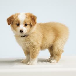 Harry - Red male Miniature American Shepherd puppy in Sanger, California from Flying M Cactus Ranch Buddies